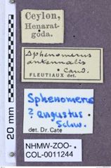 Etikett zu Sphenomerus angustus (Schwarz, 1901)